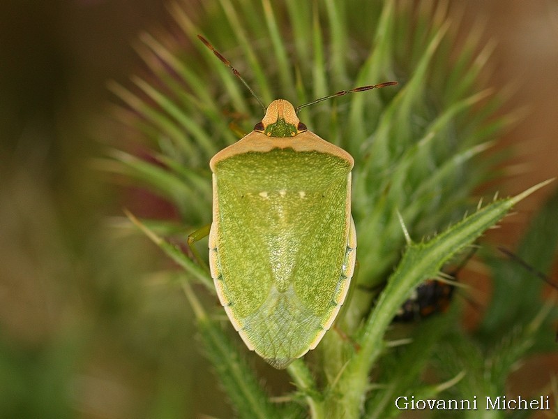 Nezara viridula forma torquata